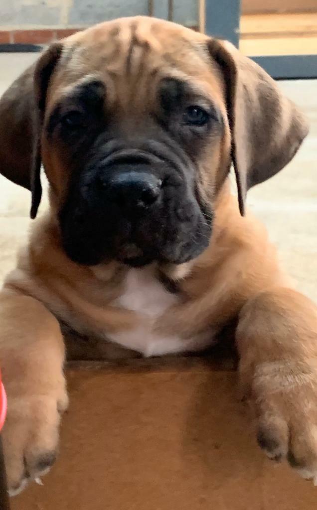 ideal pet dog door replacement flap